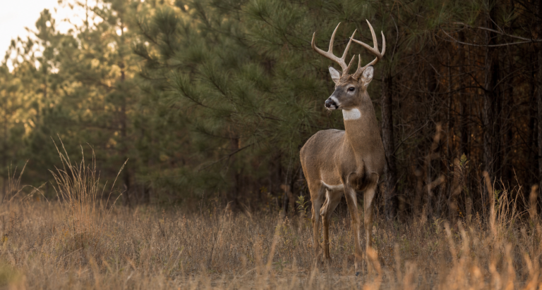 South Carolina WMA Hunting: How to Draw a Quota Hunt and Score on Public Land
